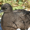 Christmas Shearwater